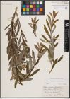 Foto von Salix eleagnos Scop. x Salix purpurea L.